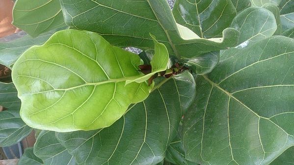 Fiddle Leaf