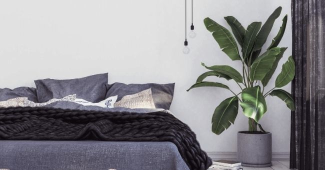 5 Plants That Can Help You Sleep Better Tonight