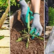 weed control