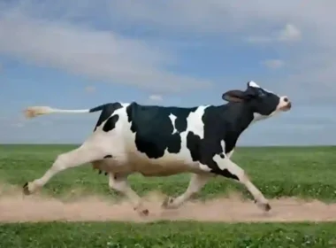 Cow Puns