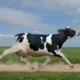 Cow Puns